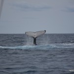 Whale 3
