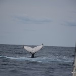 Whale 4
